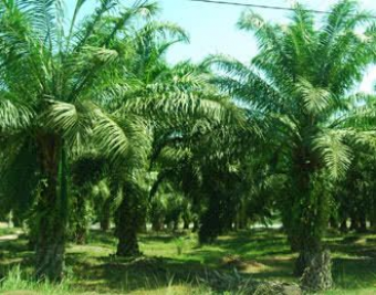 Dijual kebun Sawit 19000 ha Kalimantan Selatan