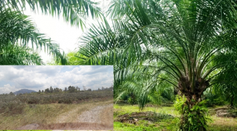 Jual Kebun Sawit 1000 ha di Kalimantan