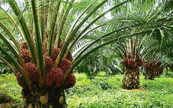 Jual kebun sawit 17330 ha di kalimantan Barat