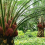 Jual kebun sawit 17330 ha di kalimantan Barat